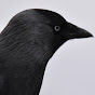 Jackdaw Jo's Wild World logo