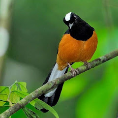 Chàng Chim Chíchアイコン画像