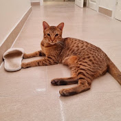 Toulouse the Ocicat