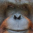 Orangutancuber