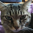 QiLdTxL1OuA-channel-avatar-Jibanyan57
