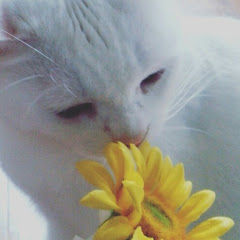 おつむてんてん