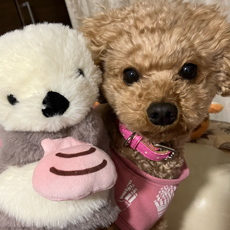 トイプーまかろんマロンくん