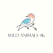 Wild Animals 4K
