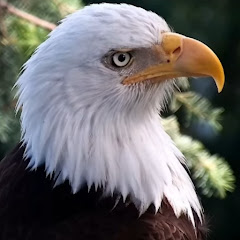 Eagle Archivist