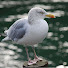iNdiQfLNEvk-channel-avatar-brickseagullsproductions