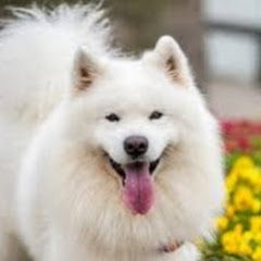 Cute pet happy garden-アイコン画像