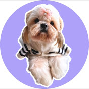 SIRO the ShihTZU