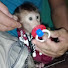 KAndjOCM-Pw-channel-avatar-Precious Monkey