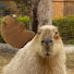 h82j2P1ePL8-channel-avatar-capybaras daily vlog