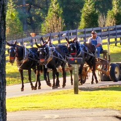 Zach Odom Mule Logging Avatar