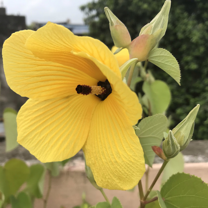 Travel lifestyle Gardening and more