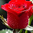@ShagufaMirwais