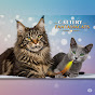 Cattery FantasiaCats - Mainecoon and Russian blue  logo
