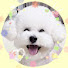천방지축 체리 TV 'CuteDogCherry'