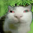 AUa4C2h4ofE-channel-avatar-prcuz