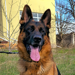 Smart brave cute dogs NG