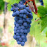 oeSUaW53oXM-channel-avatar-One True Vine