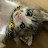 Mogura Shoten Shelter Cat Blog