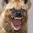 @thelaughinghyenaishere