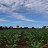 El Agrónomo
