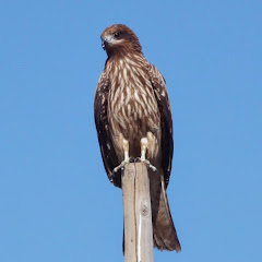 船場久太郎アイコン画像