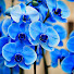 vzdpnMAxkwU-channel-avatar-Sonidos de España - Orchid