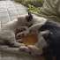 LWTOgAVhpQY-channel-avatar-Catget