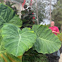 Wayne's Plants - @waynesplants2669 - Youtube