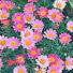 vLGmRL6reD0-channel-avatar-Enchanted Blooms
