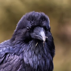 solsticeアイコン画像