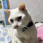 ネコ缶