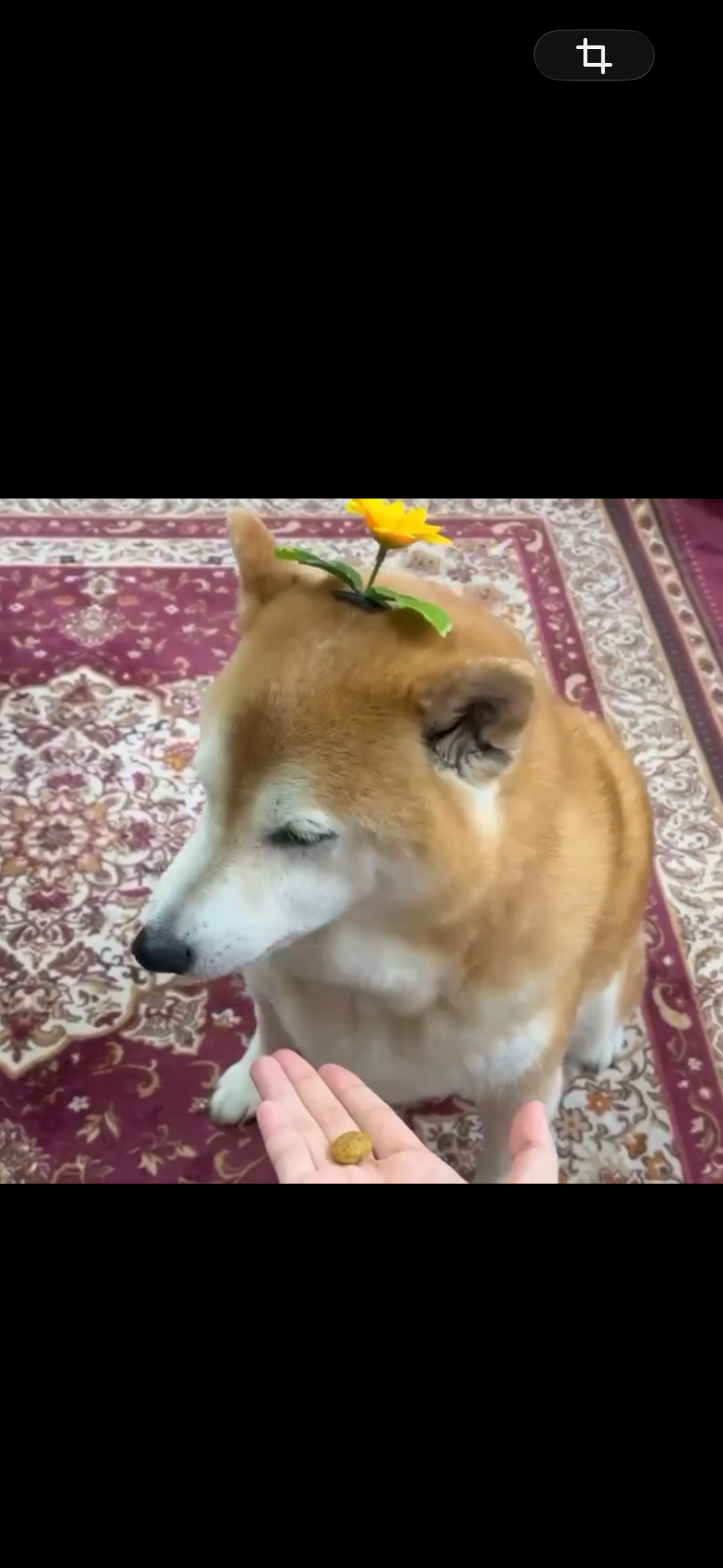 ☆柴犬&ひよこ☆ YouTube