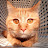 แมวส้มซอย7 - OCSS