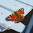Avatar de @Sophie-452xi
