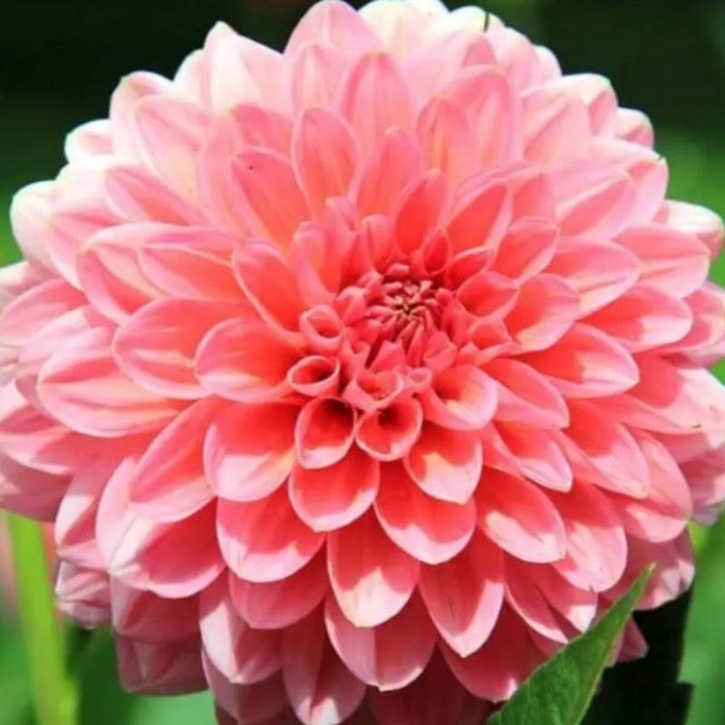 FlorDalya