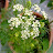 Roof Gardening by Kanwal Naz