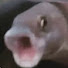 knWubfZCKzY-channel-avatar-PogFish