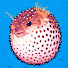 5bWM-ugK7LI-channel-avatar-FuGu