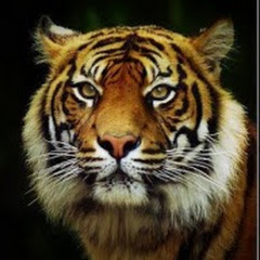 Tiger4Code (by Noor Sabahi)