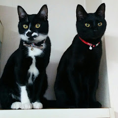 ねこチャンネルかめごろう