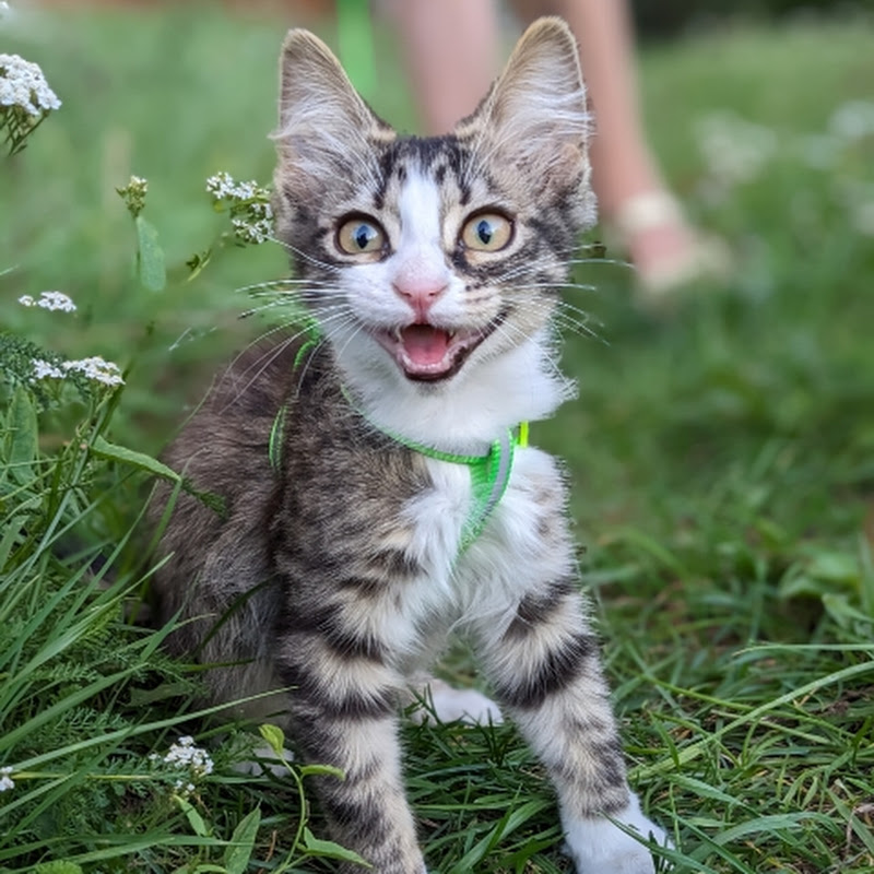 Кошка по имени Кошка #Cat named Cat