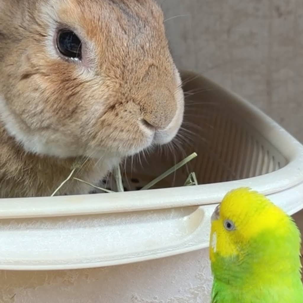 ご予約済✦向日葵畑をお散歩✦うさぎちゃんの1日…アレンジ YouTube