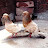 @Kolkata_traditional_pigeon