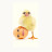 @Chicken_egg8