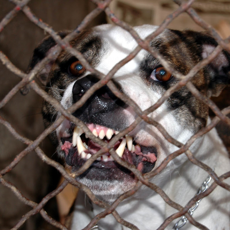 Hire caio77 — Fishing & Hunting YouTube creator for sponsorships