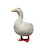 I took my duck to...