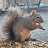 Olli The Squirrel