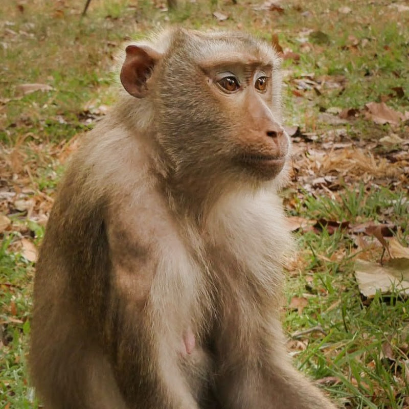 Monkey Wild Life