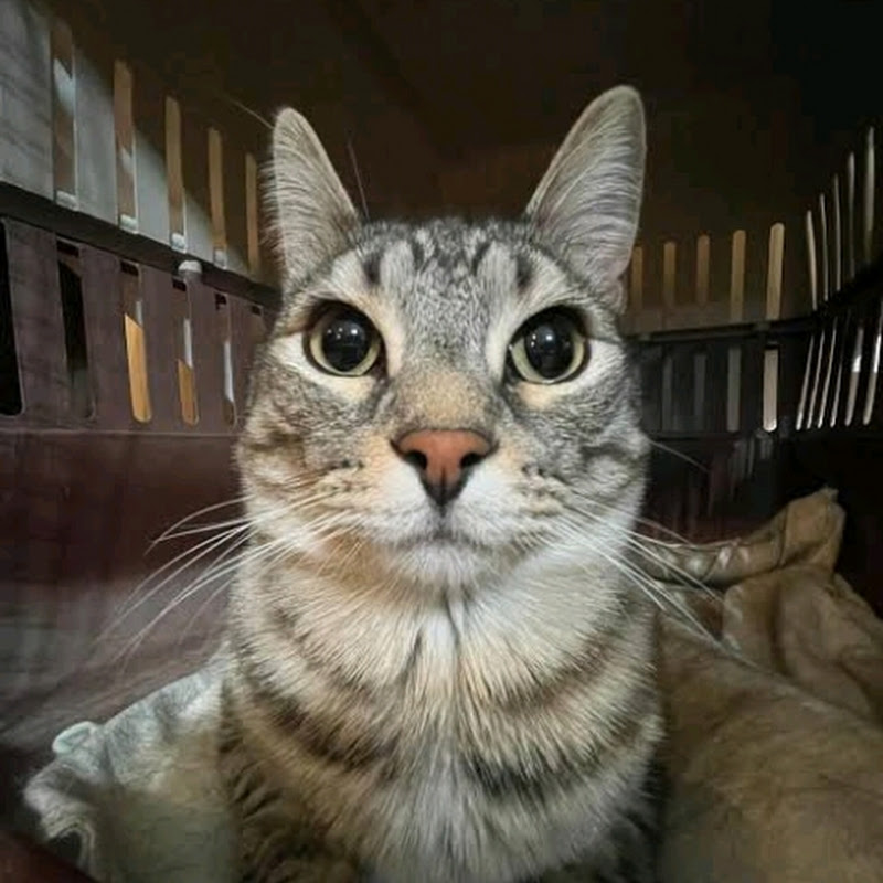 Hire ZazuCatPlaysYT — Family Challenges & Games YouTube creator for sponsorships